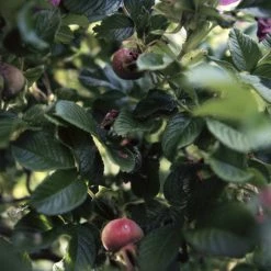 Rudolph Care Firming Eye Mask -Louise Smærup shop rudolph care oejencreme firming eye mask neutral 5928996.png scaled